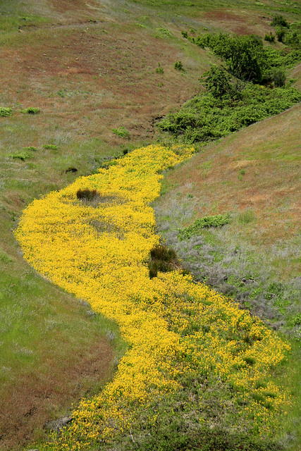 Golden River Golden River