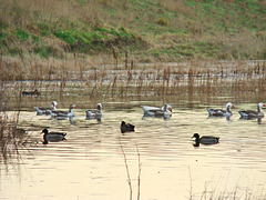 Ducks and geese at Timaru wetlands