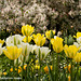 yellow and white tulips