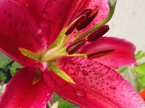 Raindrops on my newer lily