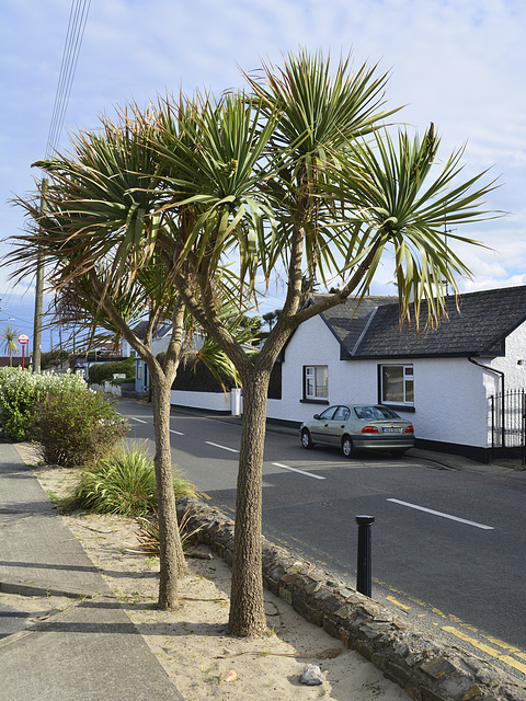 Rosslare 2013 – Palm trees