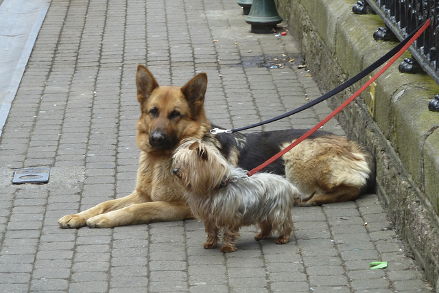 Wexford 2013 – Small and big dog