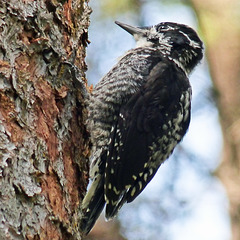 Rare Three-toed Woodpecker