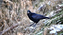 BESANCON: Un corbeau avec sont repas dans le bec.