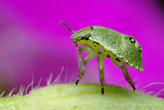 Common Green Shieldbug Nymph