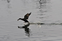 BESANCON: décollage d'un canard avec une partie de son repas dans le bec.