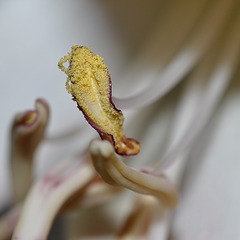 BESANCON: Etamine d'une fleur d'amarillys.