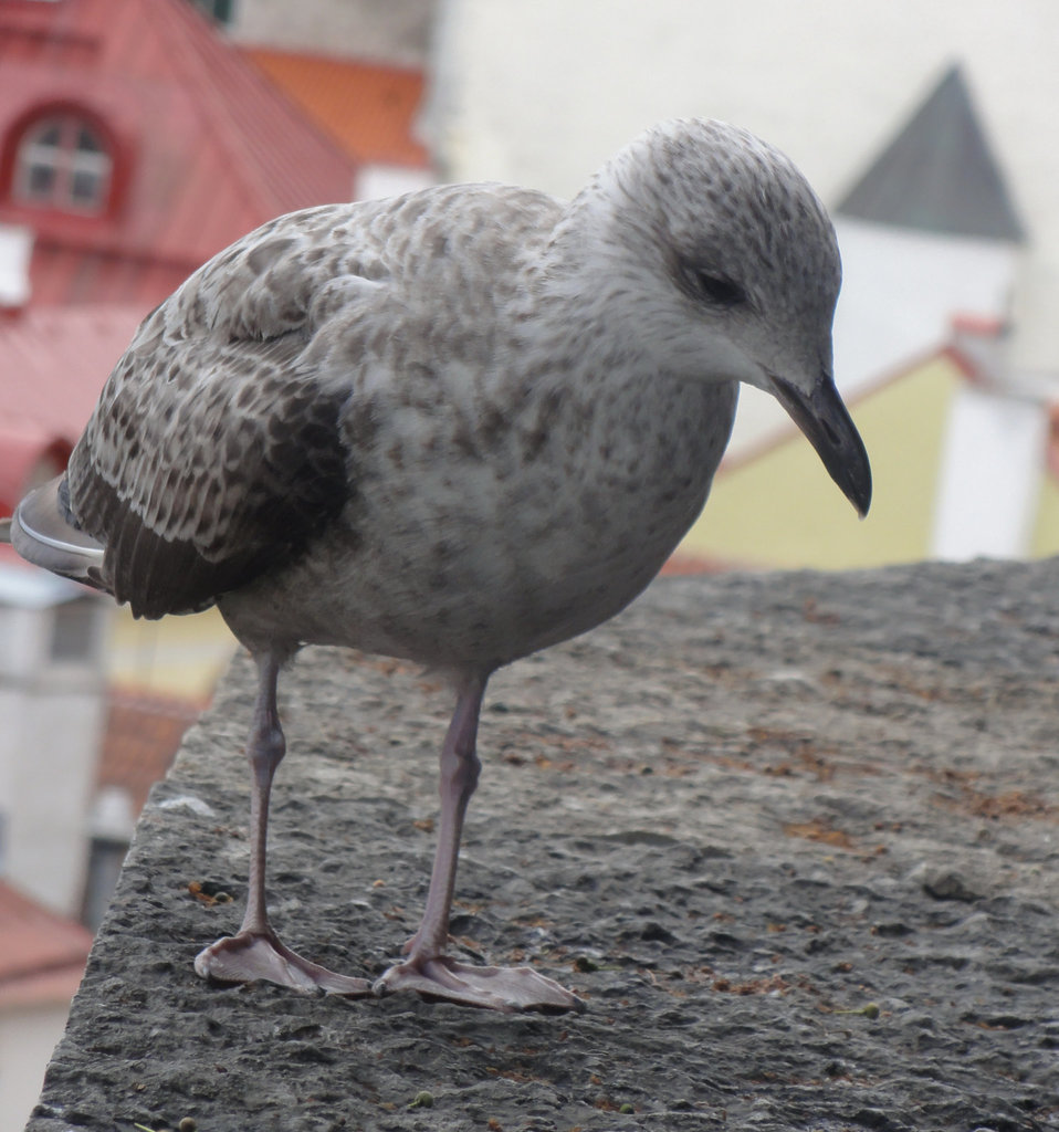 young seegull