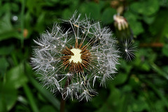 BESANCON: Une fleur de pissenlit (Taraxacum albidum).