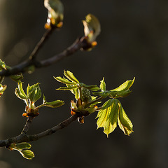 BESANCON: Première feuilles de marronniers. (Aesculus hippocastanum ).