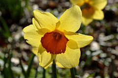 BESANCON: contre-jour d'une jonquille (Narcissus pseudonarcissus).