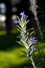 BESANCON: Une branche de romarin (Rosmarinus officinalis) en fleur.