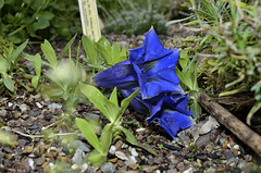 BESANCON: Fleur Gentiane de Clusius (Gentiana clusii).