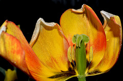 BESANCON: Une Tulipe ( tulipa ).