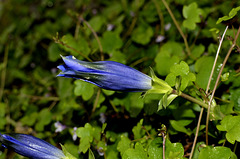 BESANCON: Fleur Gentiane de Clusius (Gentiana clusii).