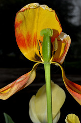 BESANCON: Une Tulipe ( tulipa ).