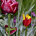BESANCON: Une Tulipe ( tulipa ). .