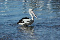 Noosa River Pelican