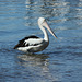 Noosa River Pelican