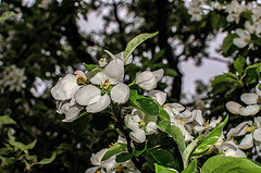 BESANCON: Fleurs de poiriers ((Pyrus communis).