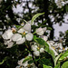 BESANCON: Fleurs de poiriers ((Pyrus communis).
