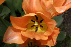 BESANCON: Une tulipe orange (Tulipa).