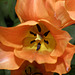 BESANCON: Une tulipe orange (Tulipa).
