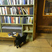 Baldwin's Book Barn cat