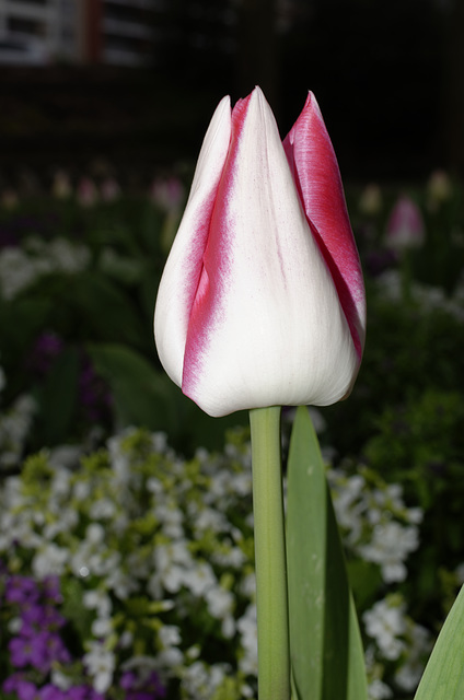 BESANCON: Une tulipe. (Tulipa).
