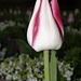 BESANCON: Une tulipe. (Tulipa).