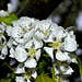 BESANCON: Fleurs de poiriers  (Pyrus communis L.).