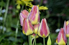 Rosée du matin sur des tulipes ( tulipa).