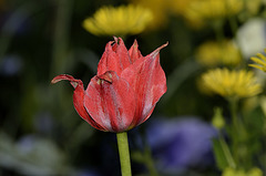 Une Tulipe ( Tulipa).