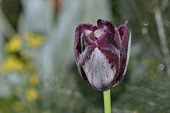 Rosée du matin sur une Tulipe ( Tulipa).