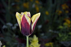 BESANCON: Une Tulipe ( Tulipa ). ( avec flash).