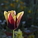 BESANCON: Une Tulipe ( Tulipa ). ( sans flash ).