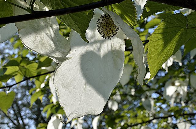 BESANCON: Un arbre aux pochettes (Davidia Involucrata).