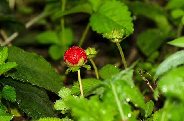 BESANCON: Une fraise au jardin des sens.