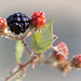 Beautiful Blackberries