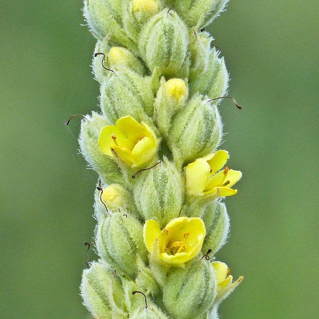Common or Great Mullein / Verbascum thapsus