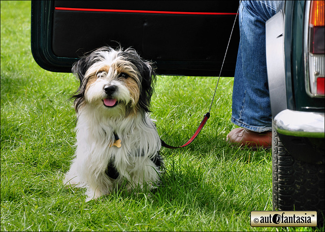 Dogs At Car Shows
