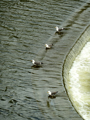 Bath 2013 – Gulls
