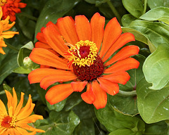 Orange Zinnia – New York Botanical Garden, New York, New York