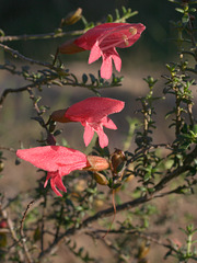 Prostanthera serpyllifolia ssp. serpyllifolia