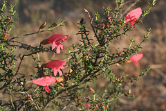 Prostanthera serpyllifolia ssp. serpyllifolia