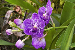 Becoming a Purple Orchid – New York Botanical Garden, New York, New York