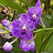 Becoming a Purple Orchid – New York Botanical Garden, New York, New York