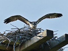 Osprey on the nest