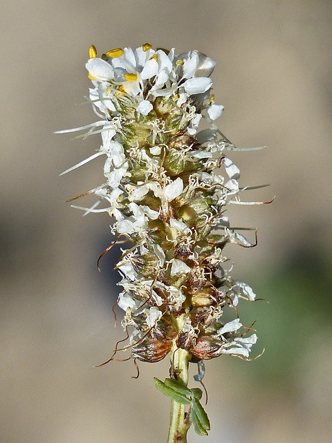 White Prairie-clover