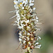 White Prairie-clover
